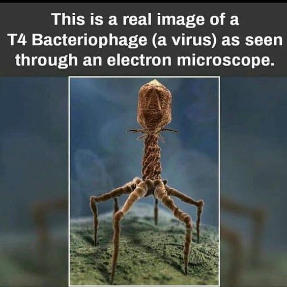 meme of t4 virus - This is a real image of a T4 Bacteriophage a virus as seen through an electron microscope.