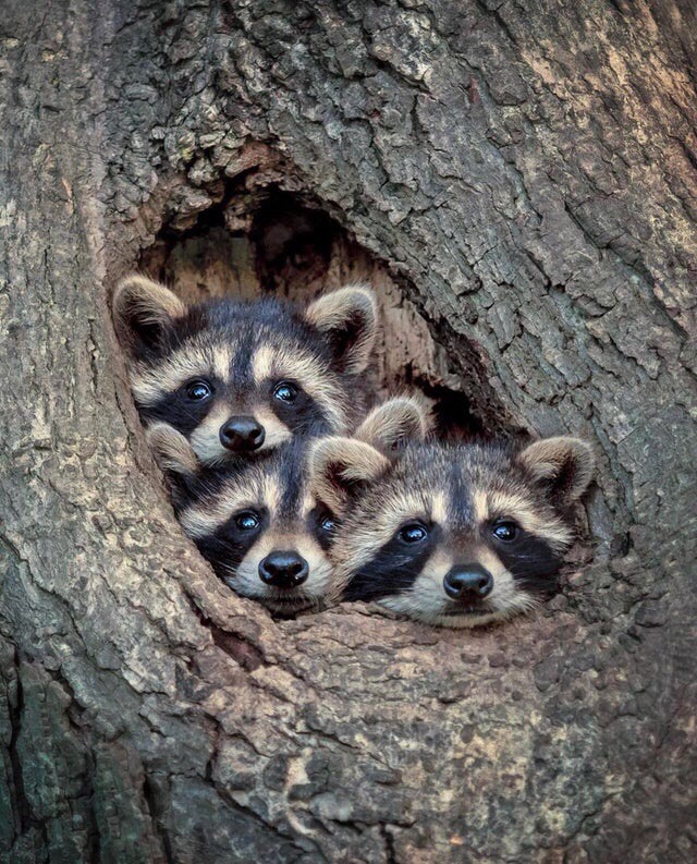 raccoons looking out of a tree