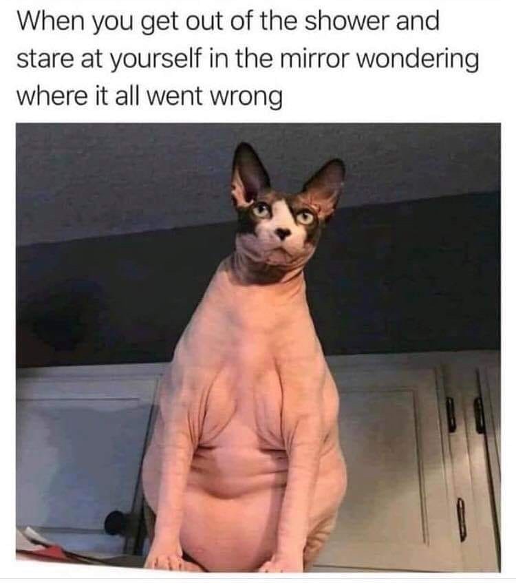 cursed cat - When you get out of the shower and stare at yourself in the mirror wondering where it all went wrong