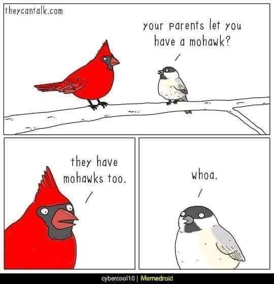 bird comic - theycantalk.com your parents let you have a mohawk? they have mohawks too. whoa. cybercool10 | Memedroid
