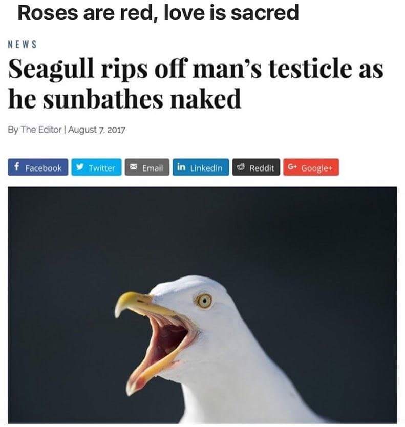 seagull rips off man's testicle - Roses are red, love is sacred News Seagull rips off man's testicle as he sunbathes naked By The Editor | f Facebook Twitter D Email in LinkedIn Reddit G. Google