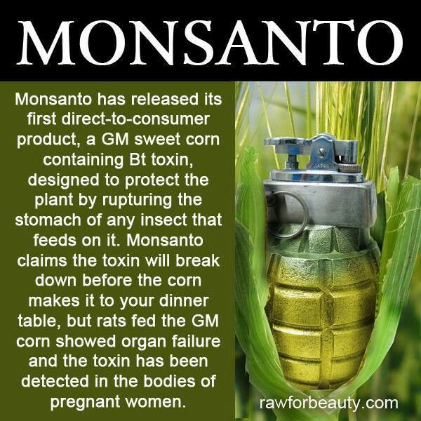 scary gmo - Monsanto Monsanto has released its first directtoconsumer product, a Gm sweet corn containing Bt toxin, designed to protect the plant by rupturing the stomach of any insect that feeds on it. Monsanto claims the toxin will break down before the