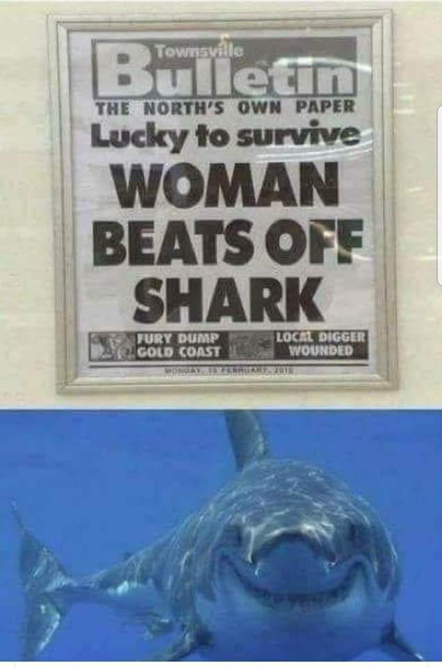 shark - Townsville Bulletin The North'S Own Paper Lucky to survive Woman Beats Ofe Shark Fury Dump Local Digger Gold Coast Wounded Norbert