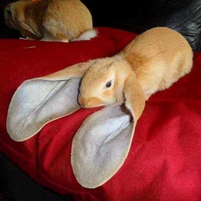 bunny big ears