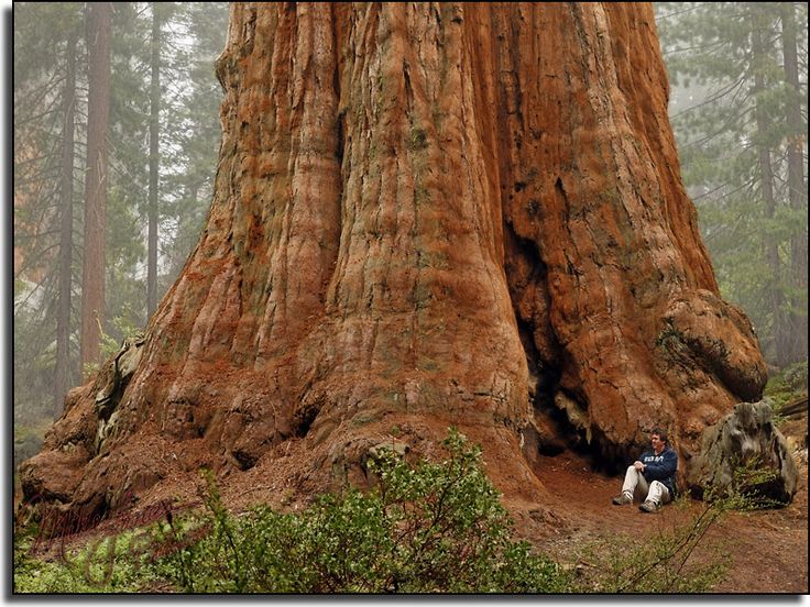 big is the biggest tree - Men