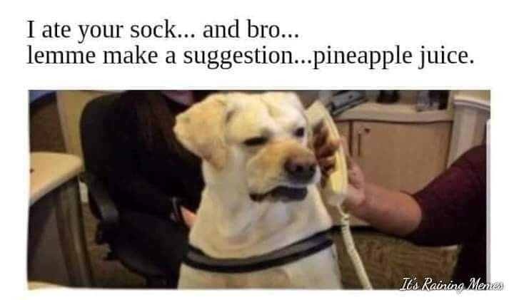 doggo phone - I ate your sock... and bro... lemme make a suggestion... pineapple juice. It's Rainino Menes