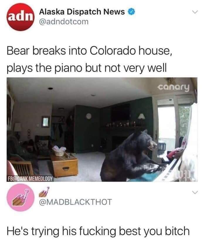 serious reply to a serious conversation oof - adn Alaska Dispatch News Bear breaks into Colorado house, plays the piano but not very well canary Fb Memeology He's trying his fucking best you bitch