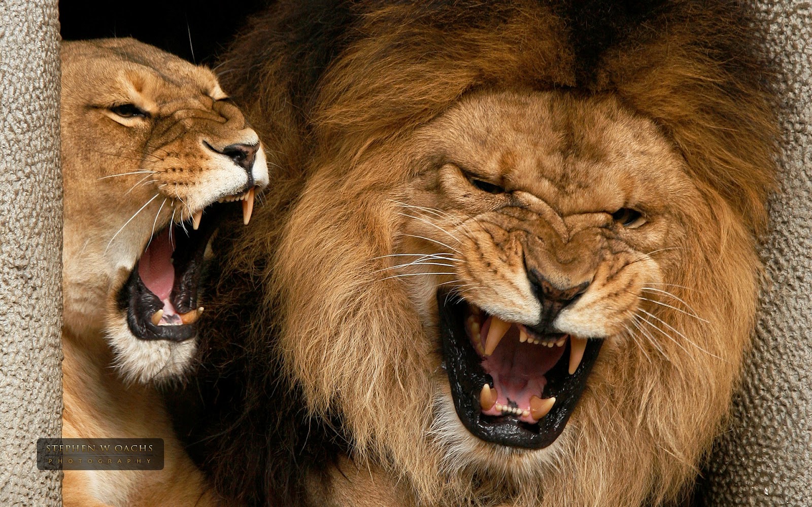 angry lions