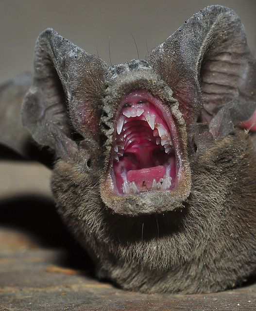bat mouth