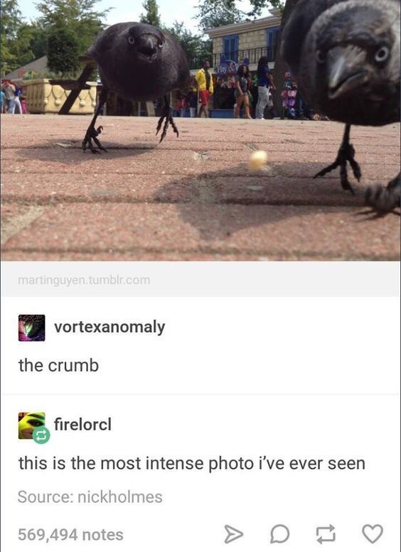 funny crows - martinguyen.tumblr.com vortexanomaly the crumb firelorel this is the most intense photo i've ever seen Source nickholmes 569,494 notes