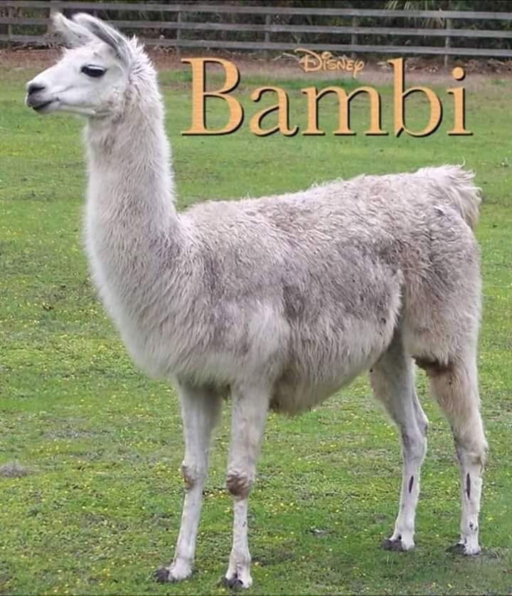 baby llama - Disney Bambi