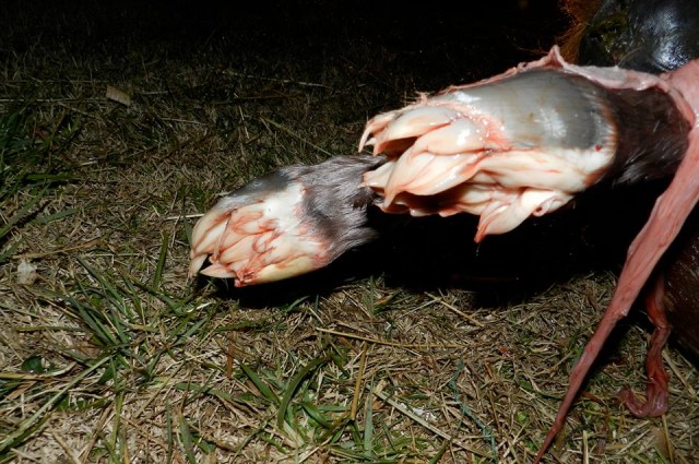 newborn horse feet