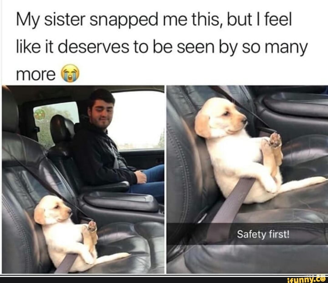 safety first dog in car - My sister snapped me this, but I feel it deserves to be seen by so many more Safety first! ifunny.co