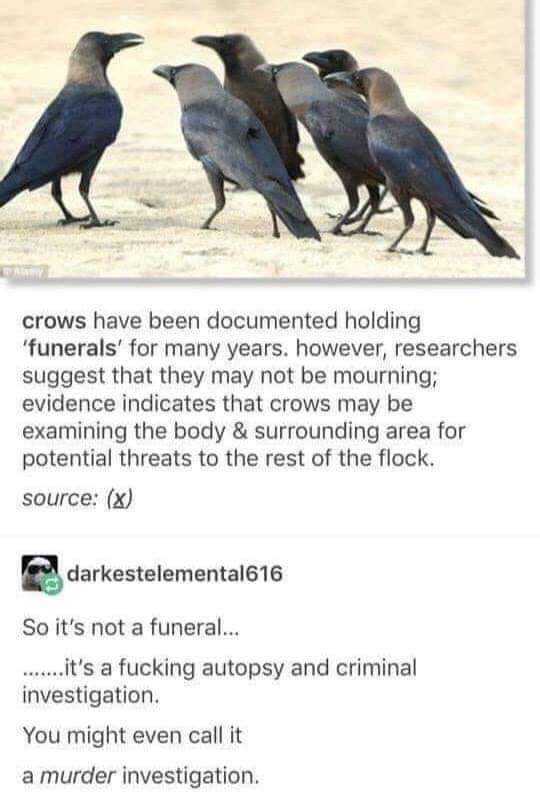crow murder investigation - crows have been documented holding 'funerals' for many years. however, researchers suggest that they may not be mourning; evidence indicates that crows may be examining the body & surrounding area for potential threats to the r