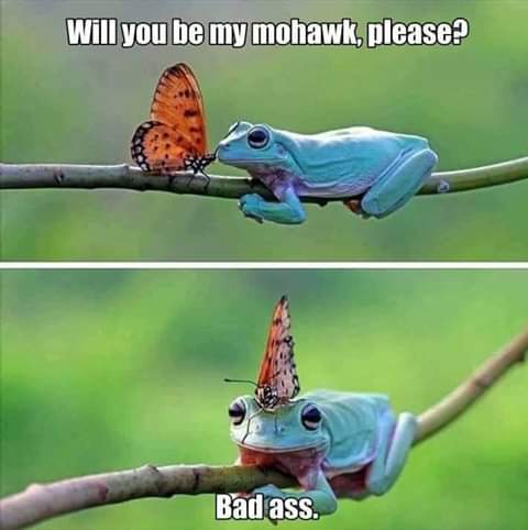 will you be my mohawk please - Will you be my mohawk, please? Bad ass.