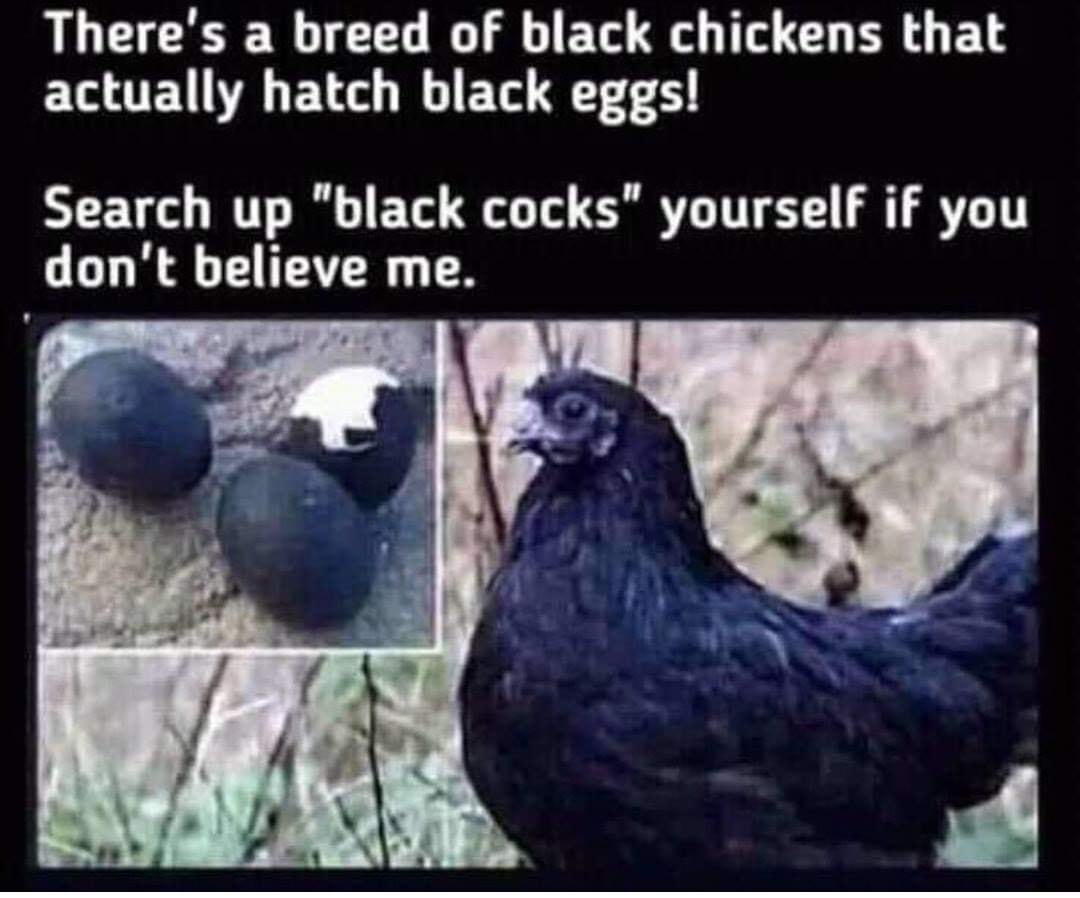 black chicken black eggs meme - There's a breed of black chickens that actually hatch black eggs! Search up "black cocks" yourself if you don't believe me.