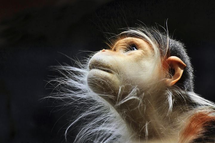 photography of monkeys