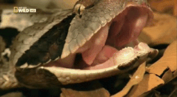 python yawning gif