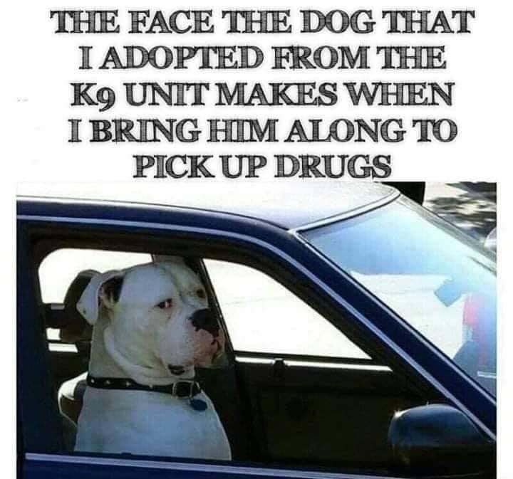 you pull out at work meme - The Face The Dog That I Adopted From The K9 Unit Makes When I Bring Him Along To Pick Up Drugs