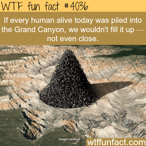interesting facts about the grand canyon - Wtf fun fact If every human alive today was piled into the Grand Canyon, we wouldn't fill it up not even close. Image Landsat wtffunfact.com