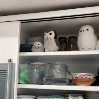 owl shelf gif
