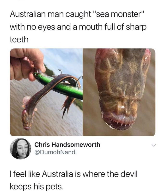 australia memes - Australian man caught "sea monster" with no eyes and a mouth full of sharp teeth Chris Handsomeworth Nandi I feel Australia is where the devil keeps his pets.