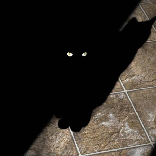 black cat stealth mode