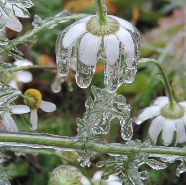 frozen daisy