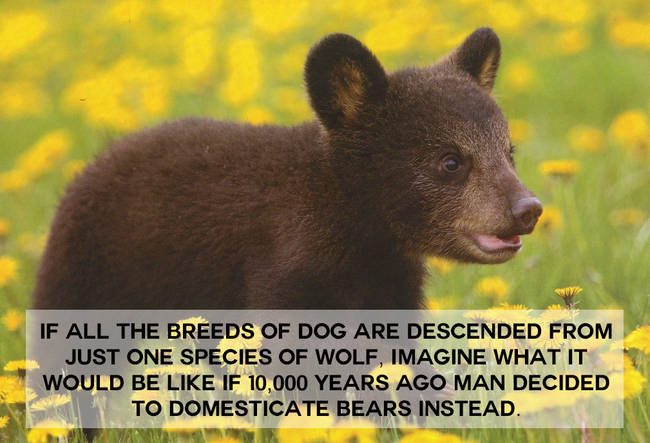 baby bears - If All The Breeds Of Dog Are Descended From Just One Species Of Wolf, Imagine What It Would Be If 10,000 Years Ago Man Decided To Domesticate Bears Instead. Wana