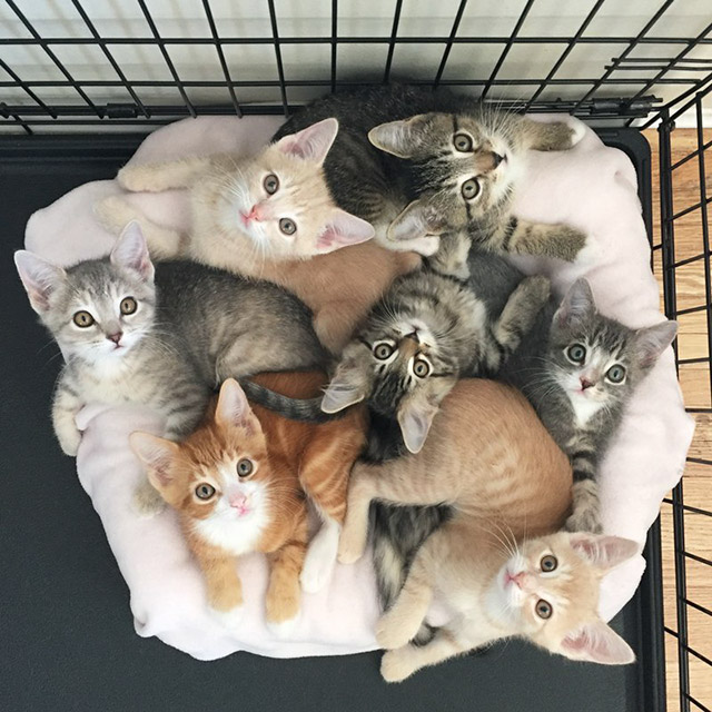 7 kittens - O