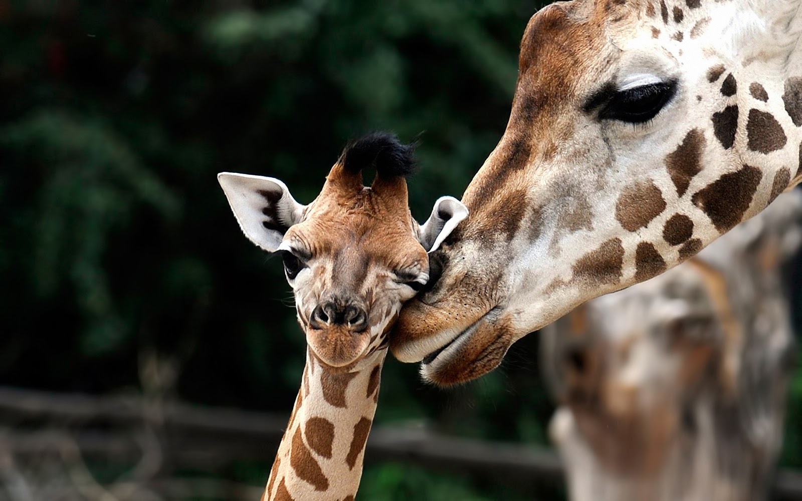 giraffes cute