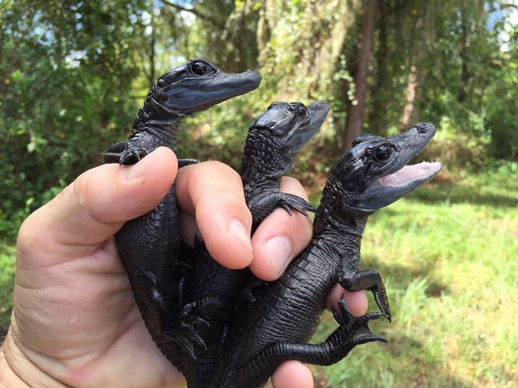 melanistic animals