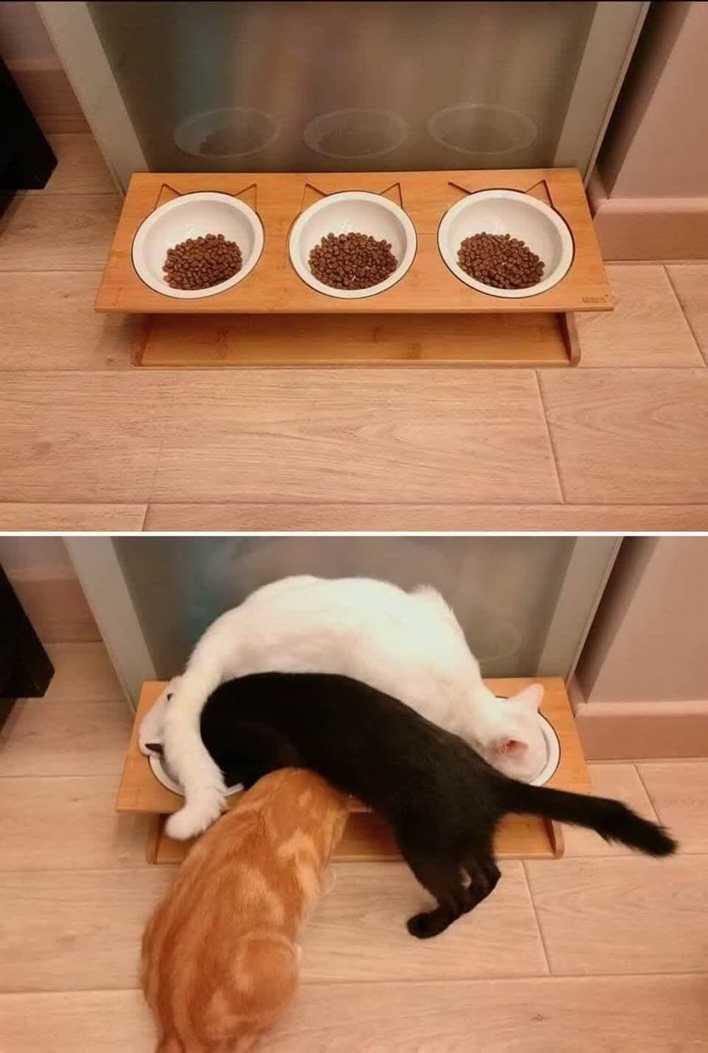 cats three bowls