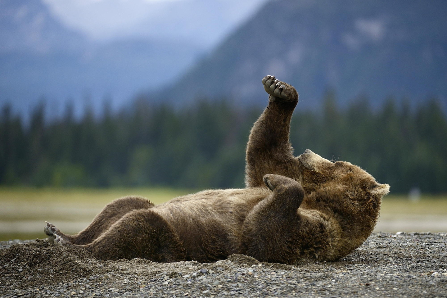 inspirational animal photography