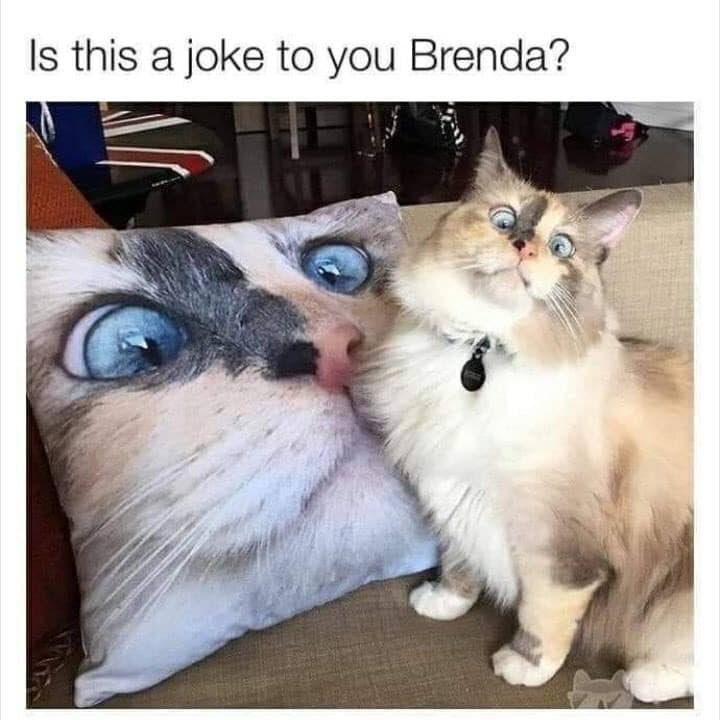 you do dis meme - Is this a joke to you Brenda?