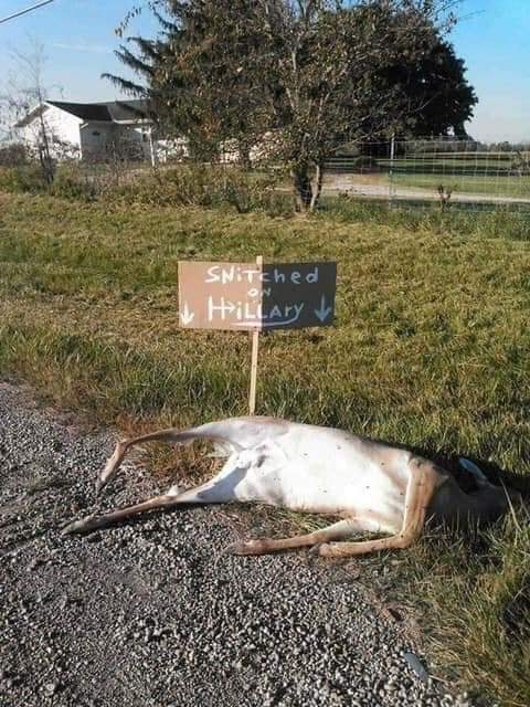 dead deer snitched on hillary - SNitched Hillary
