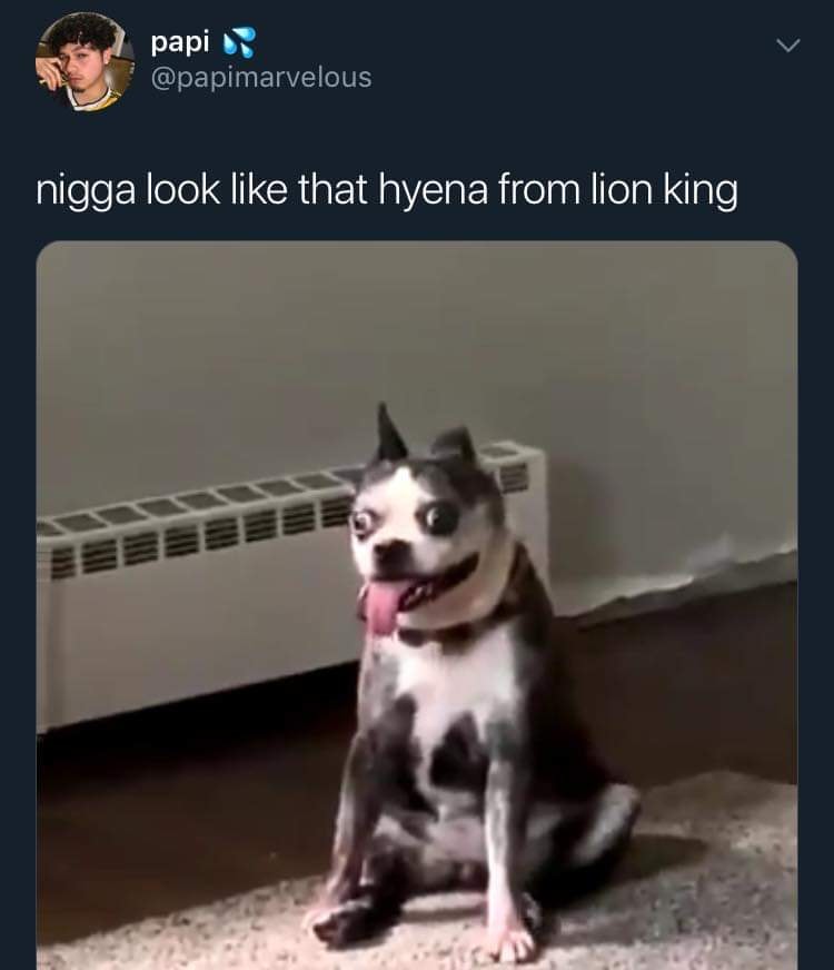 dog looks like hyena from lion king - papi nigga look that hyena from lion king