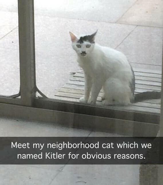 neighbors cat kitler - Meet my neighborhood cat which we named Kitler for obvious reasons.