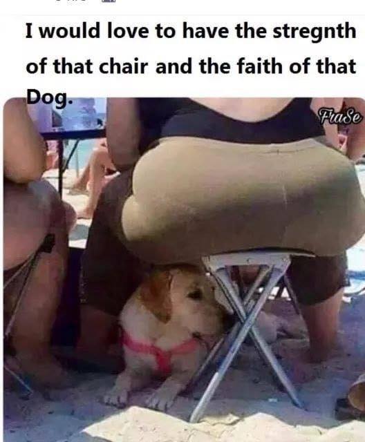 photo caption - I would love to have the stregnth of that chair and the faith of that Dog. Fuase