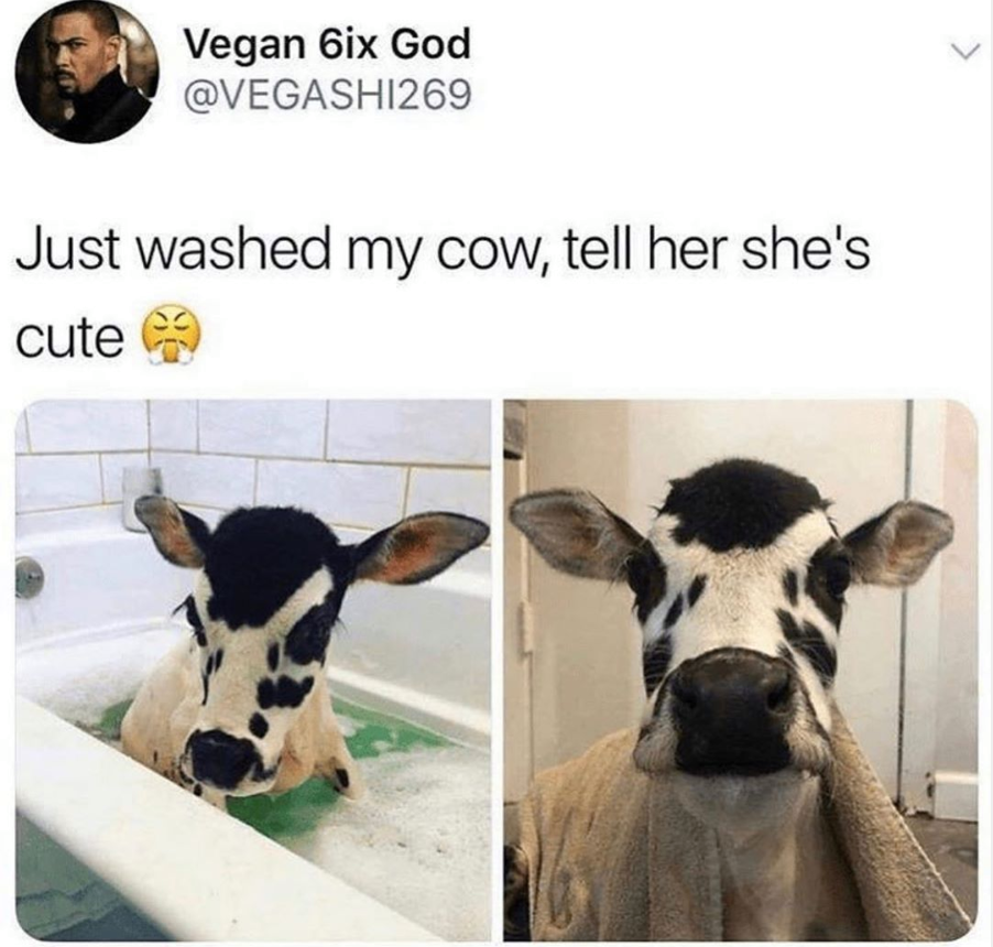 washed cow - Vegan 6ix God Just washed my cow, tell her she's cute