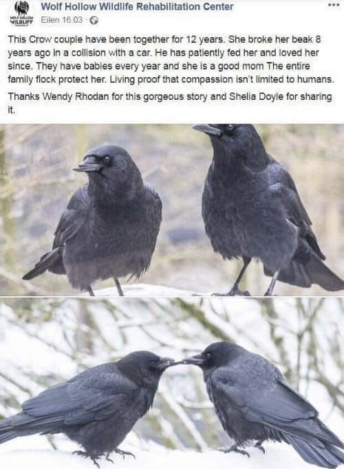 crow memes - Wolf Hollow Wildlife Rehabilitation Center Subur Eilen 16.03 This Crow couple have been together for 12 years. She broke her beak 8 years ago in a collision with a car. He has patiently fed her and loved her since. They have bables every year