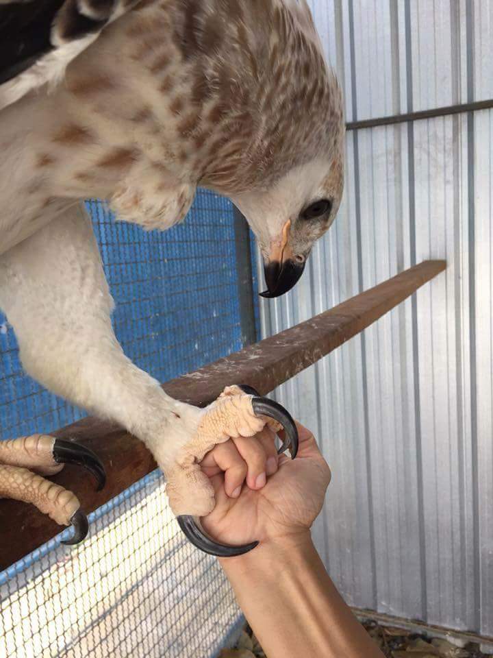 claw of a juvenile crowned eagle