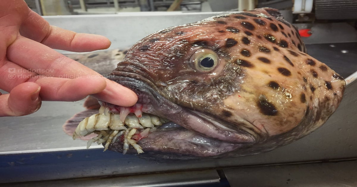 fish tongue parasite - recortsov Orfedorisav official acce