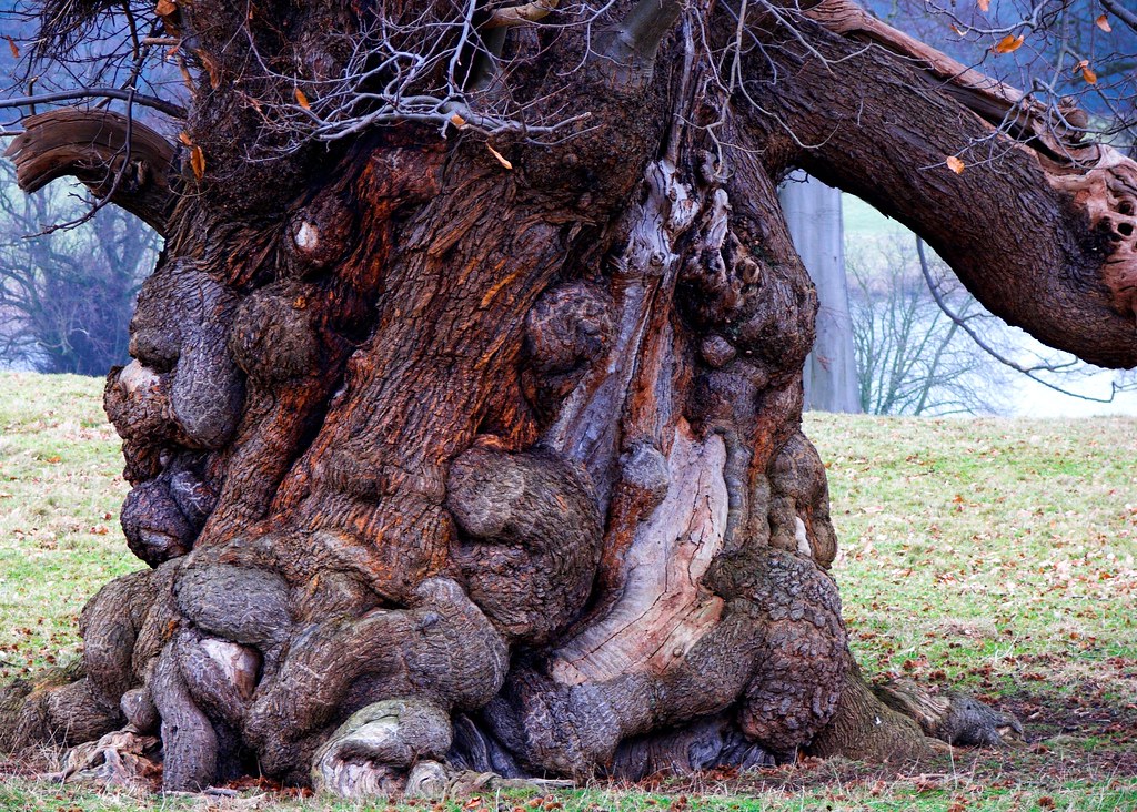 strange tree - ,