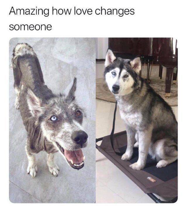 memes to start your day - Amazing how love changes someone
