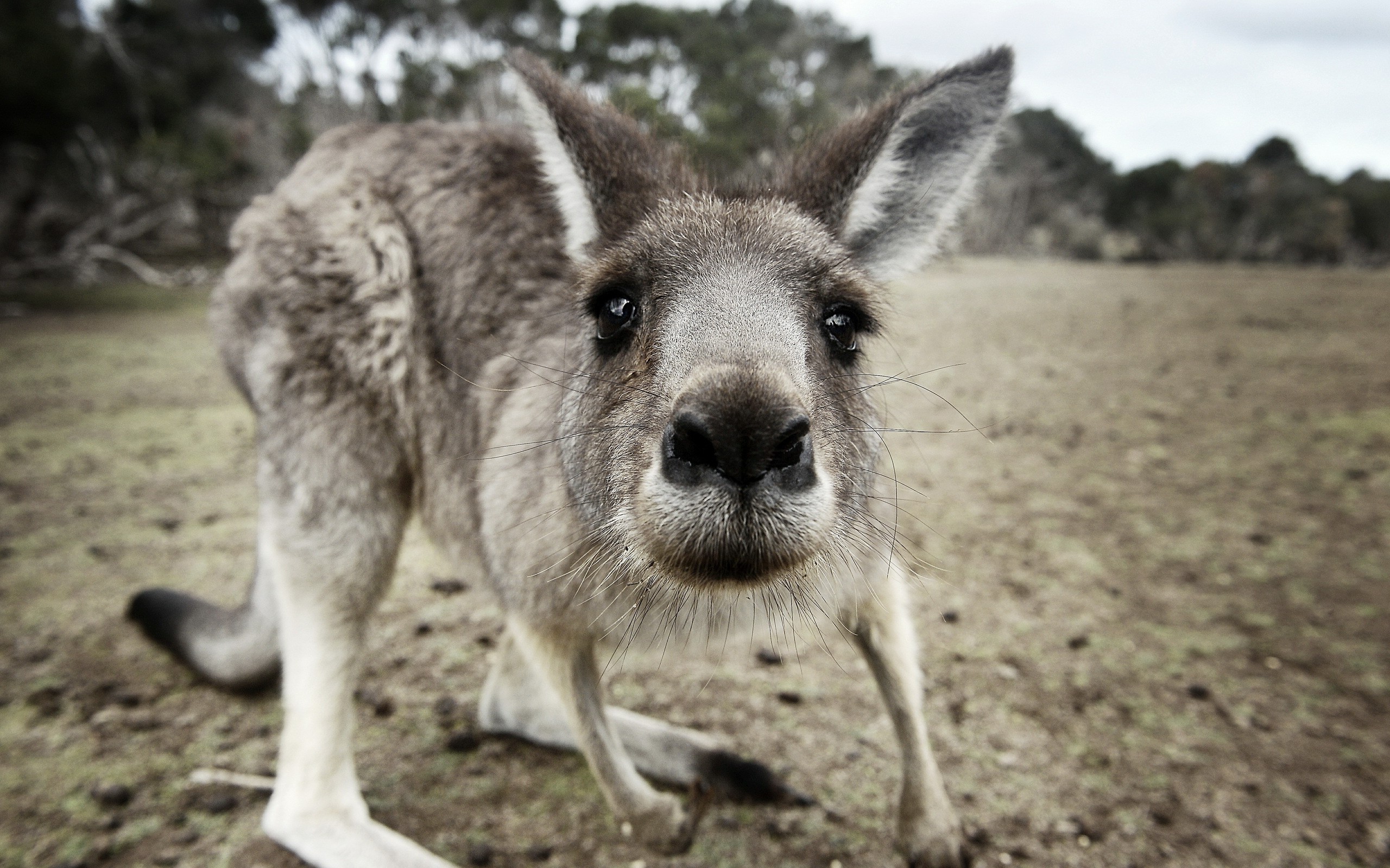 kangaroo close up