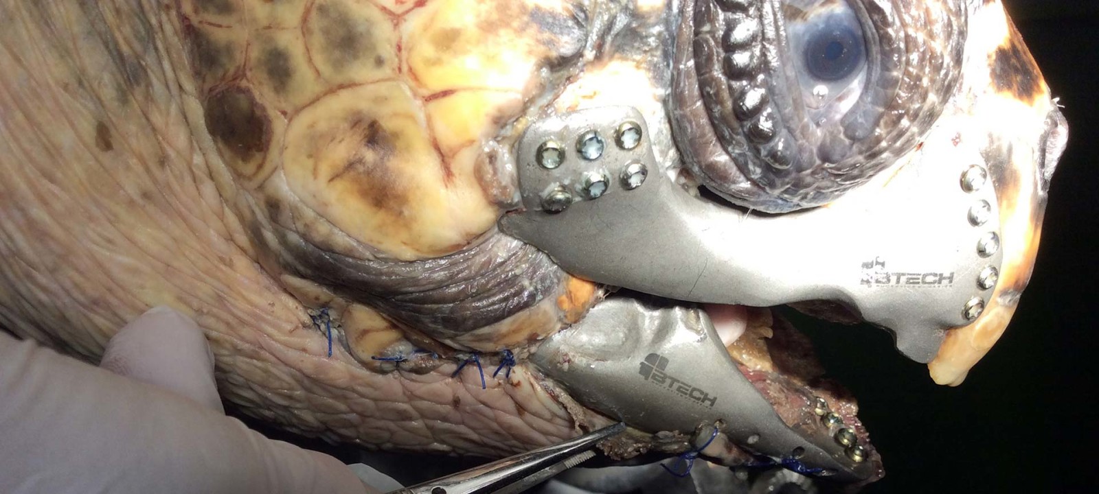 titanium turtle jaw