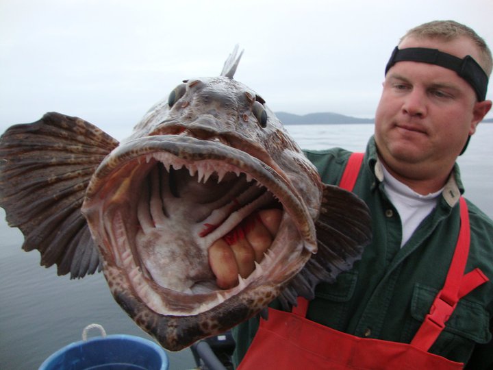 alaska cod fishing