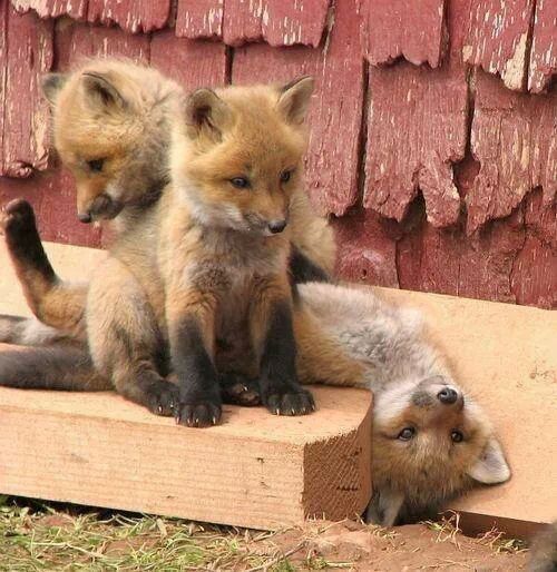 cute kits fox