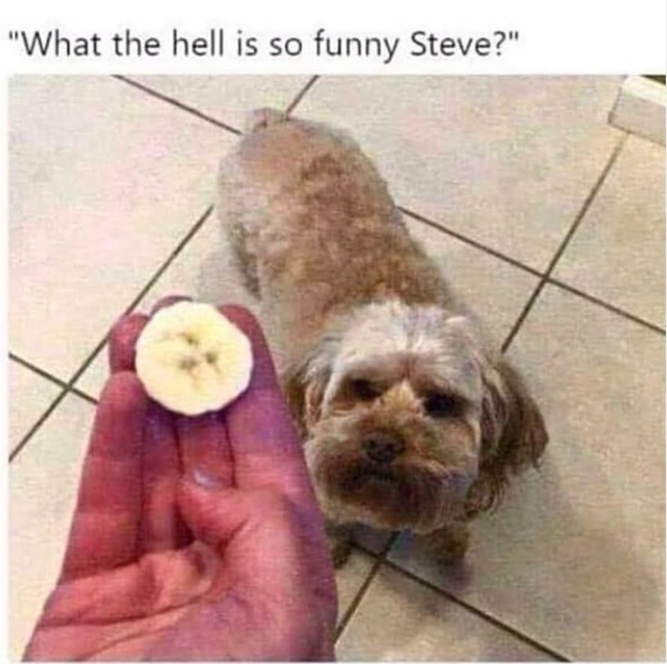 banana that looks like a dog - "What the hell is so funny Steve?"